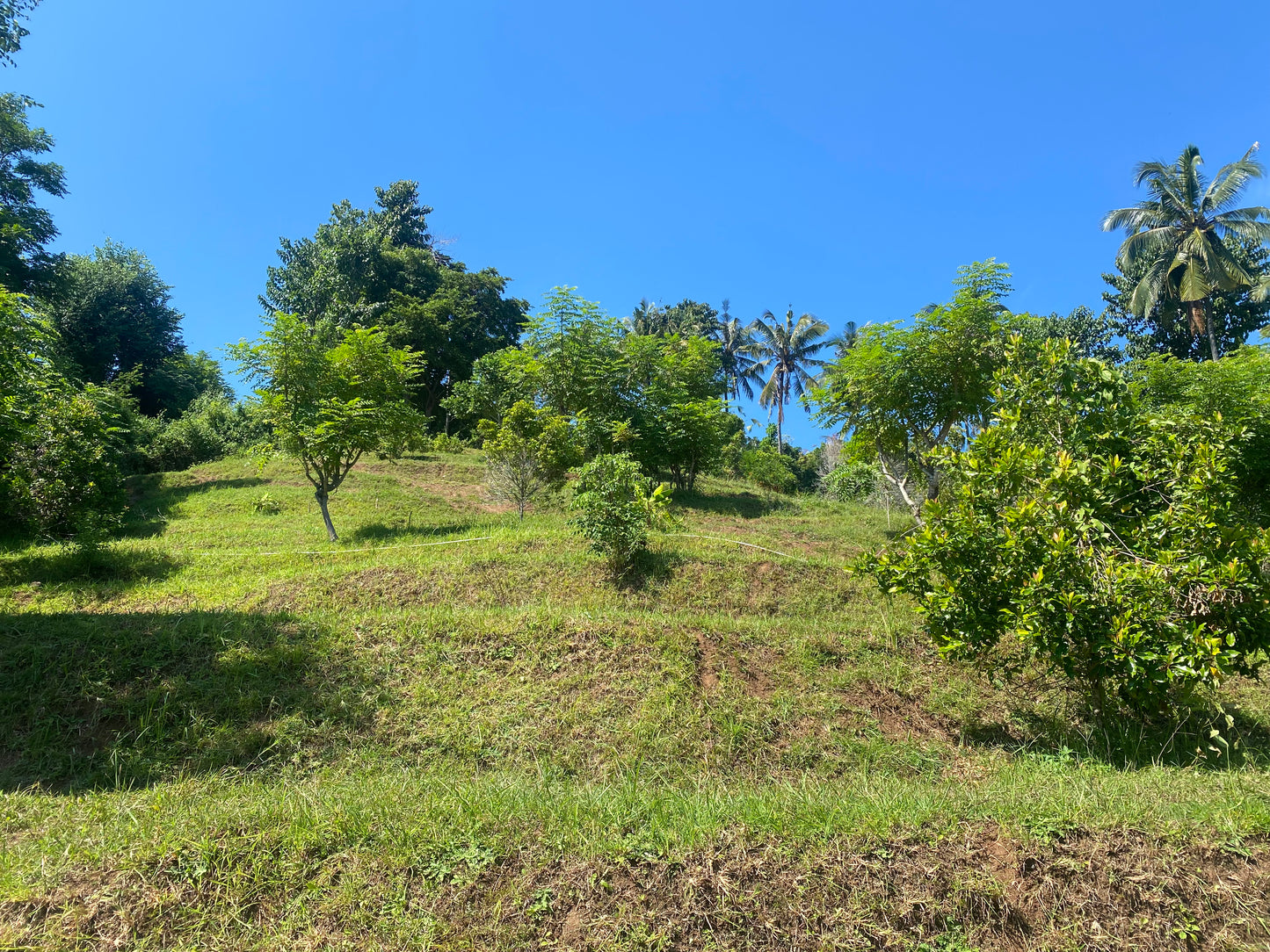 LAND FOR SALE Cempaga (Lovina)