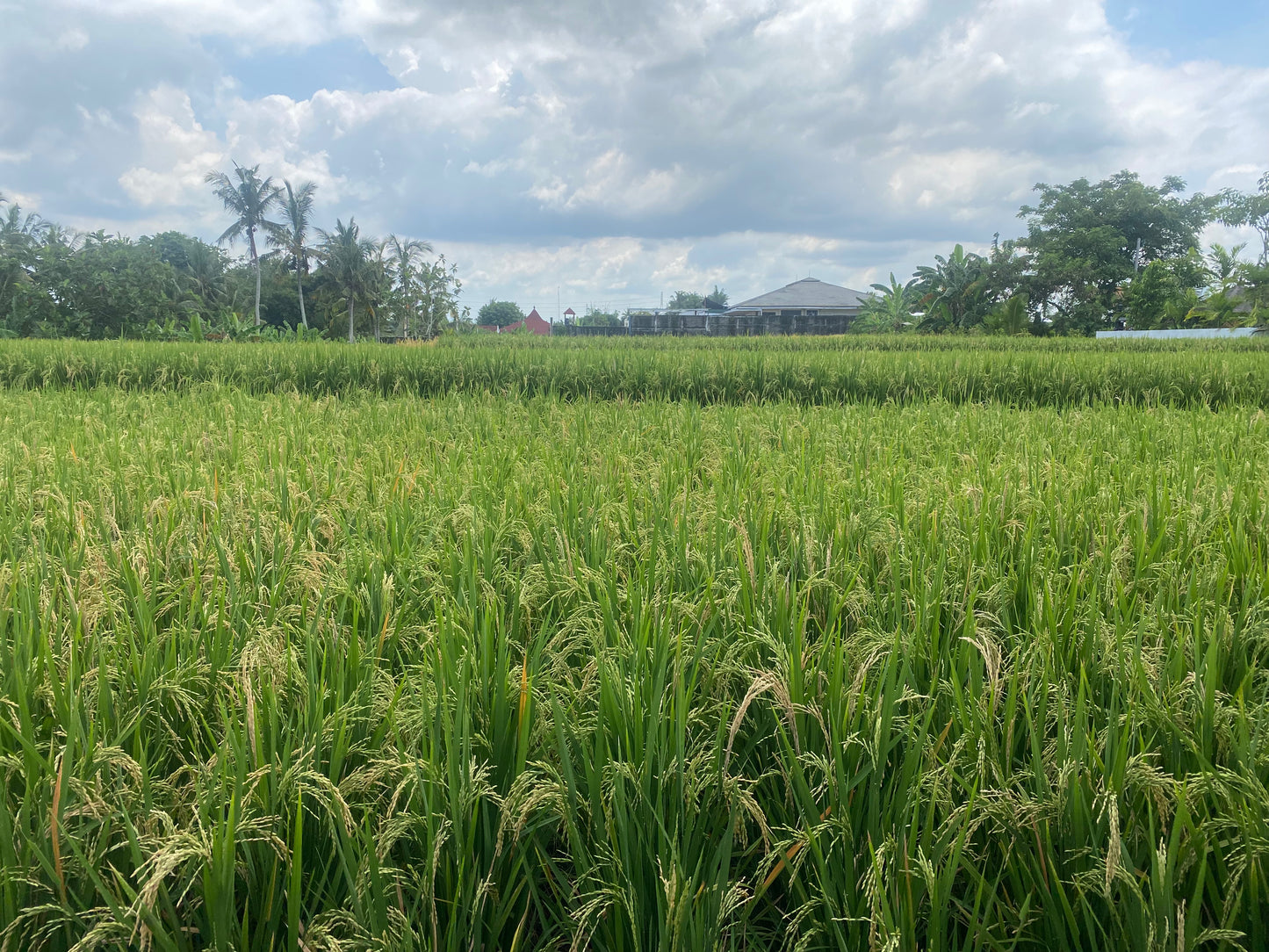 LAND FOR SALE Beraban (Tabanan)