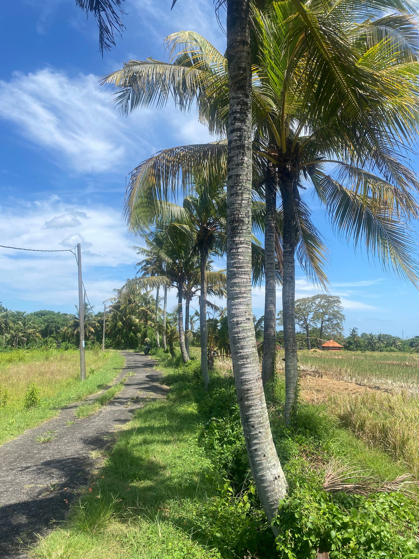 LAND FOR SALE Kerambitan (Tabanan)
