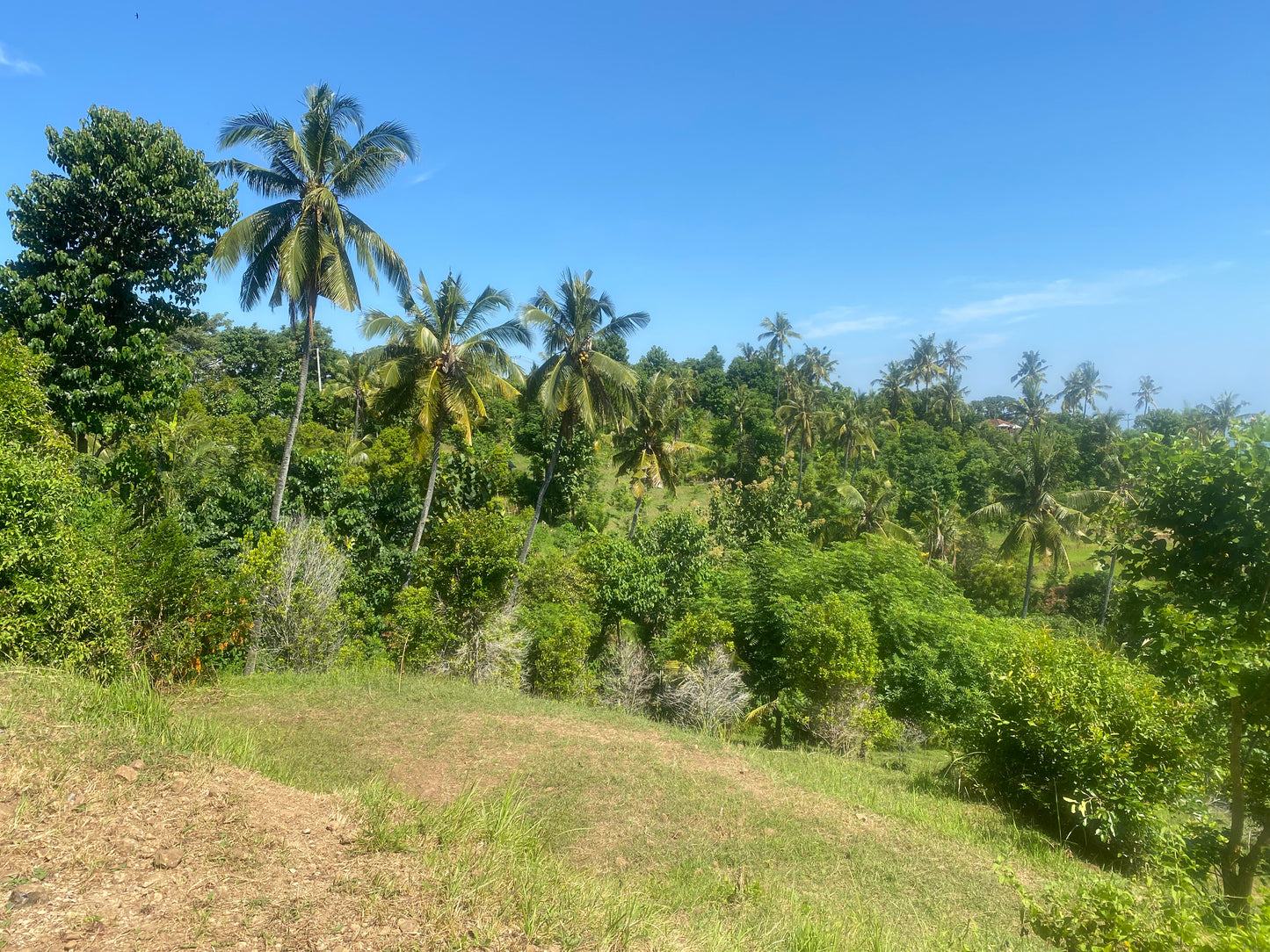 LAND FOR SALE Cempaga (Lovina)