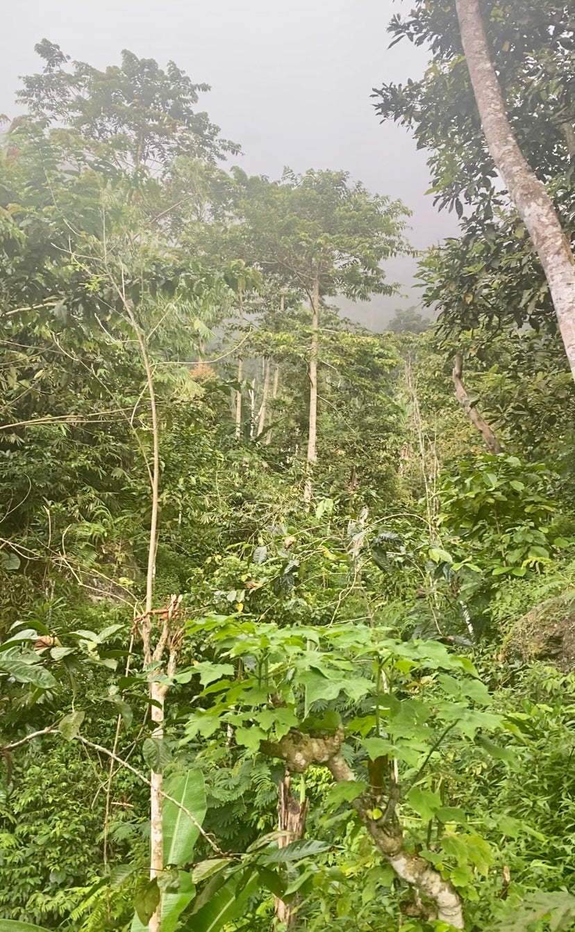 LAND FOR SALE Munduk (Leasehold)