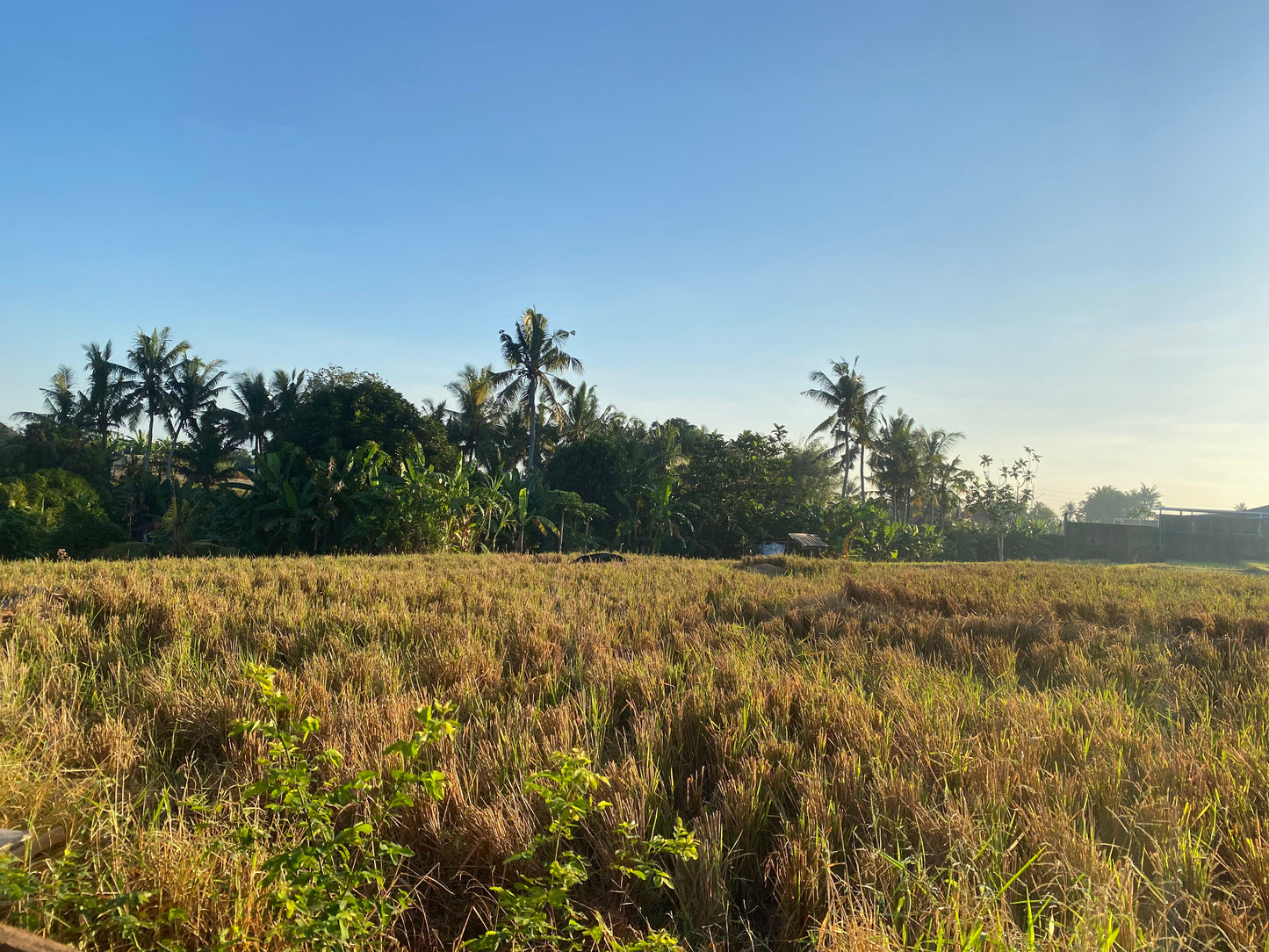 LAND FOR SALE Beraban (Tabanan)