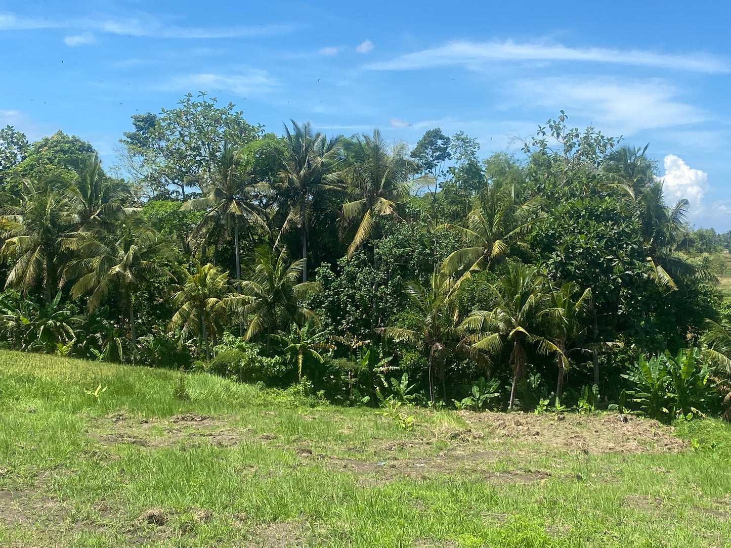 LAND FOR SALE Kerambitan (Tabanan)
