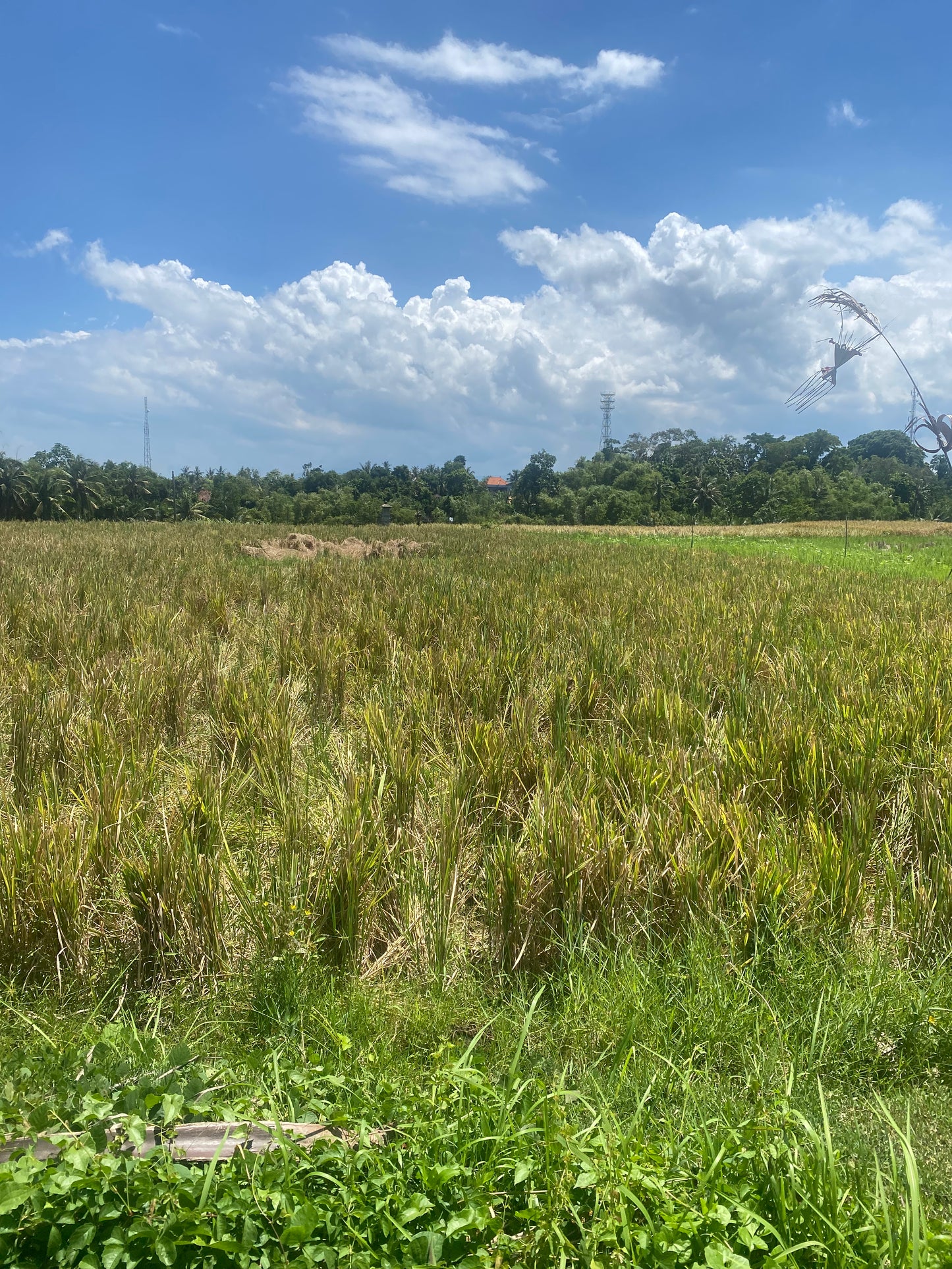 LAND FOR SALE Kerambitan (Tabanan)