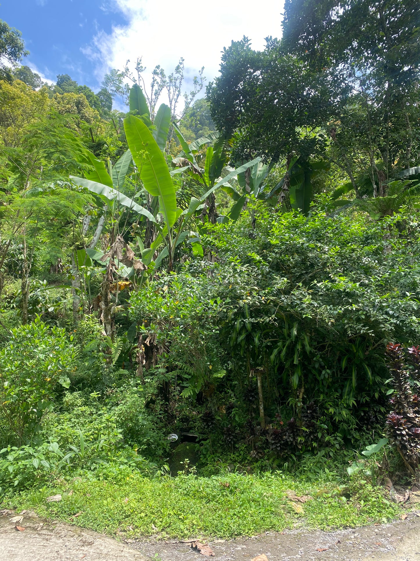 LAND FOR SALE Munduk (Leasehold)