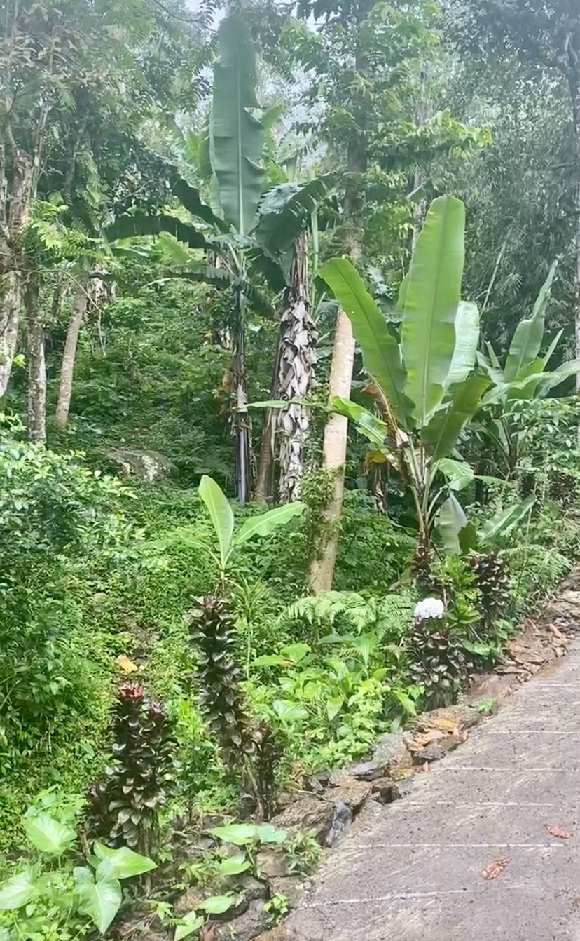 LAND FOR SALE Munduk (Leasehold)