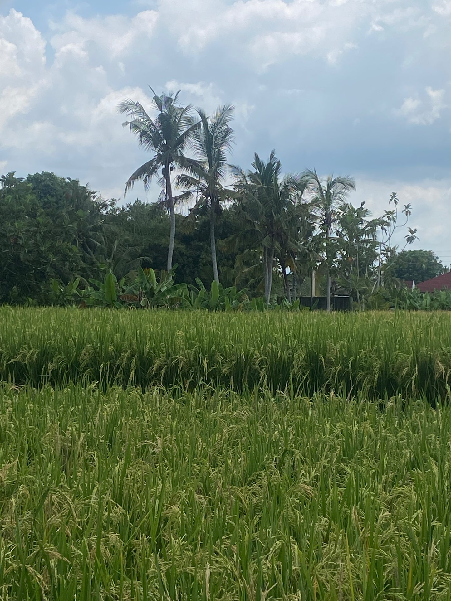 LAND FOR SALE Beraban (Tabanan)