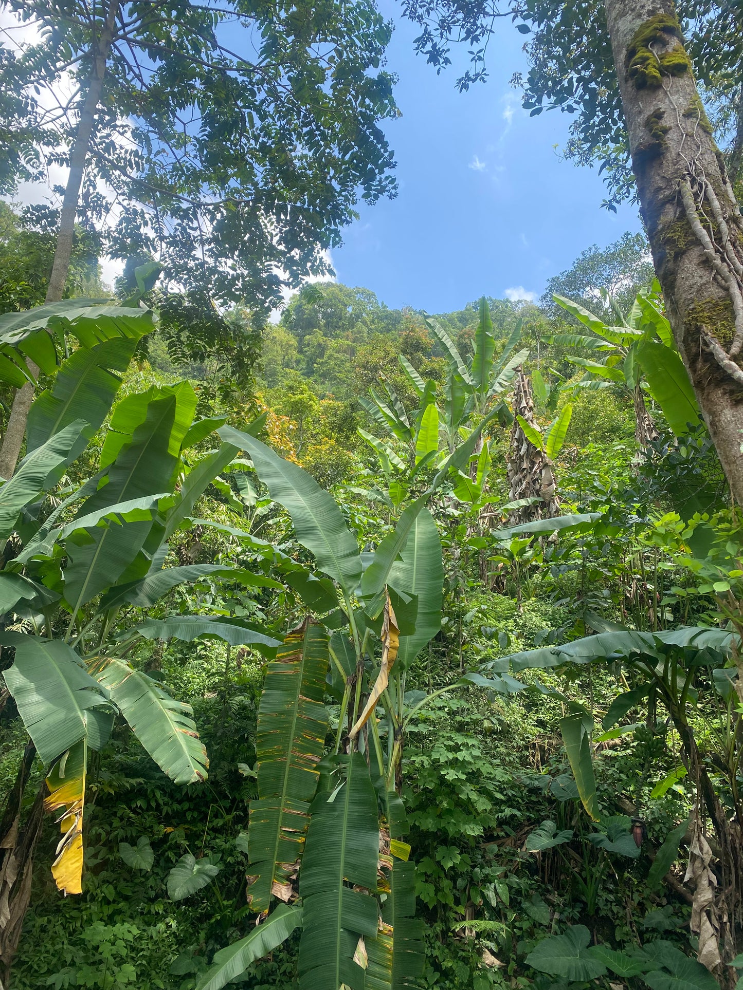 LAND FOR SALE Munduk (Leasehold)