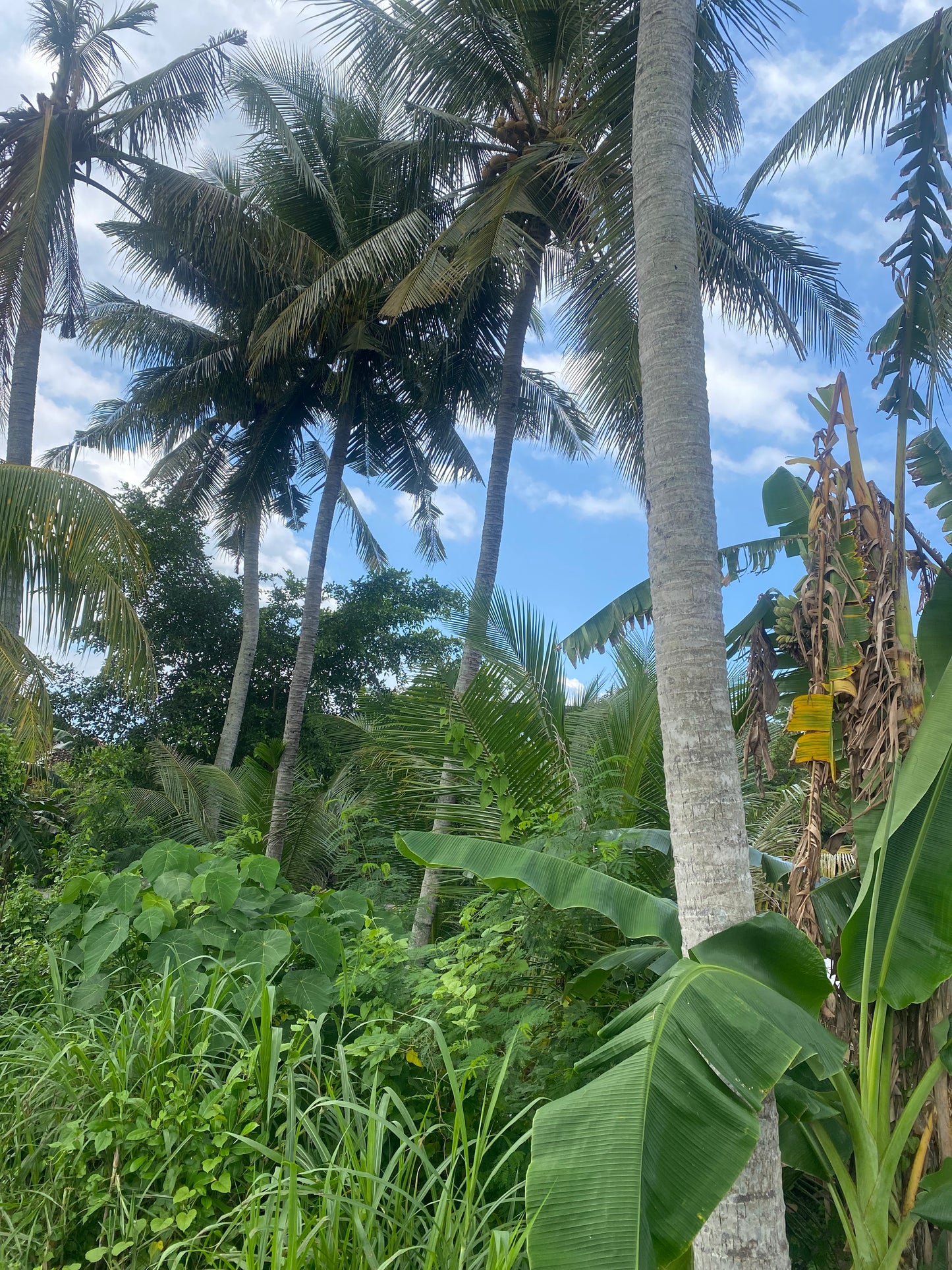 LAND FOR SALE Beraban (Tabanan)
