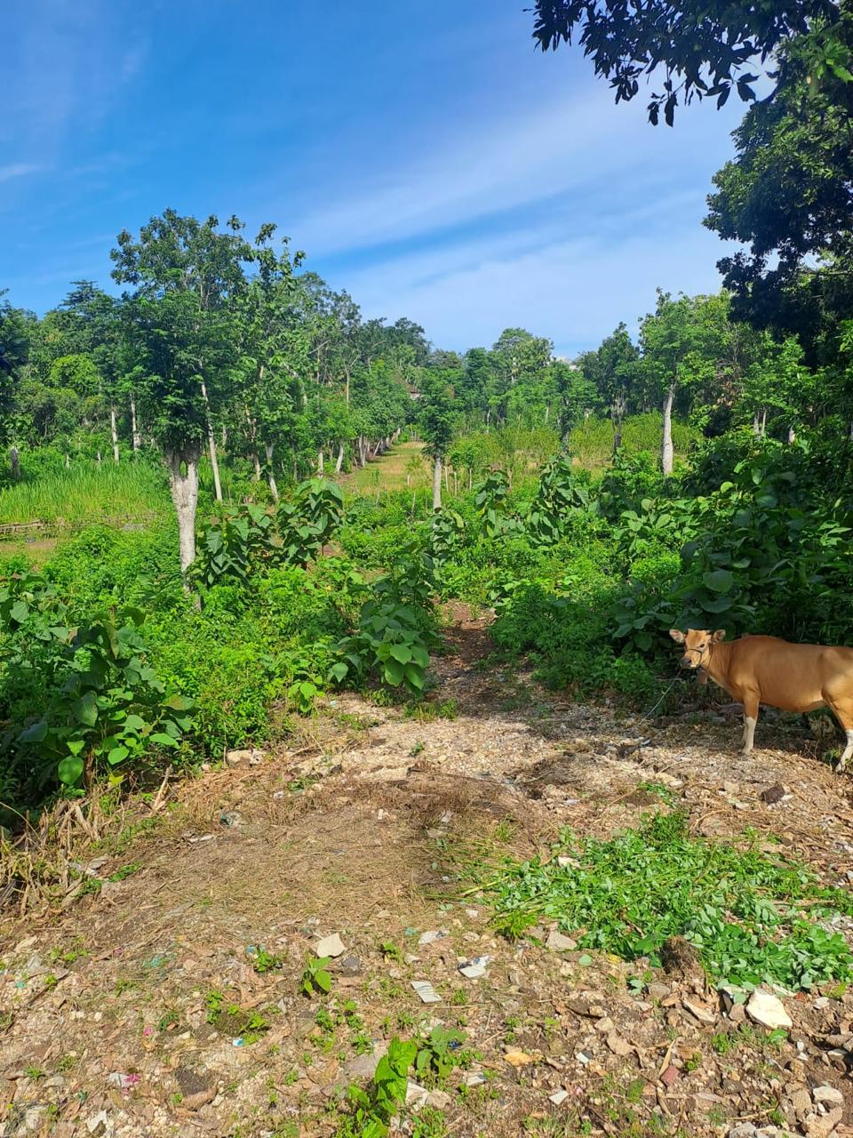 LAND FOR SALE Pecatu (Uluwatu)