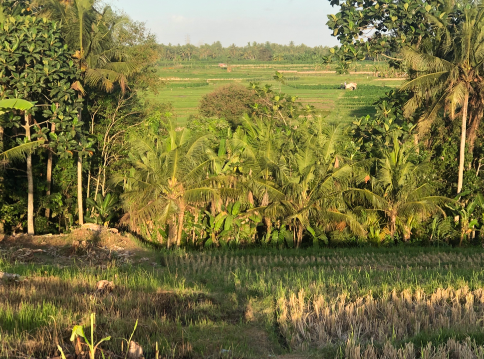 LAND FOR SALE Kelating (Tabanan)