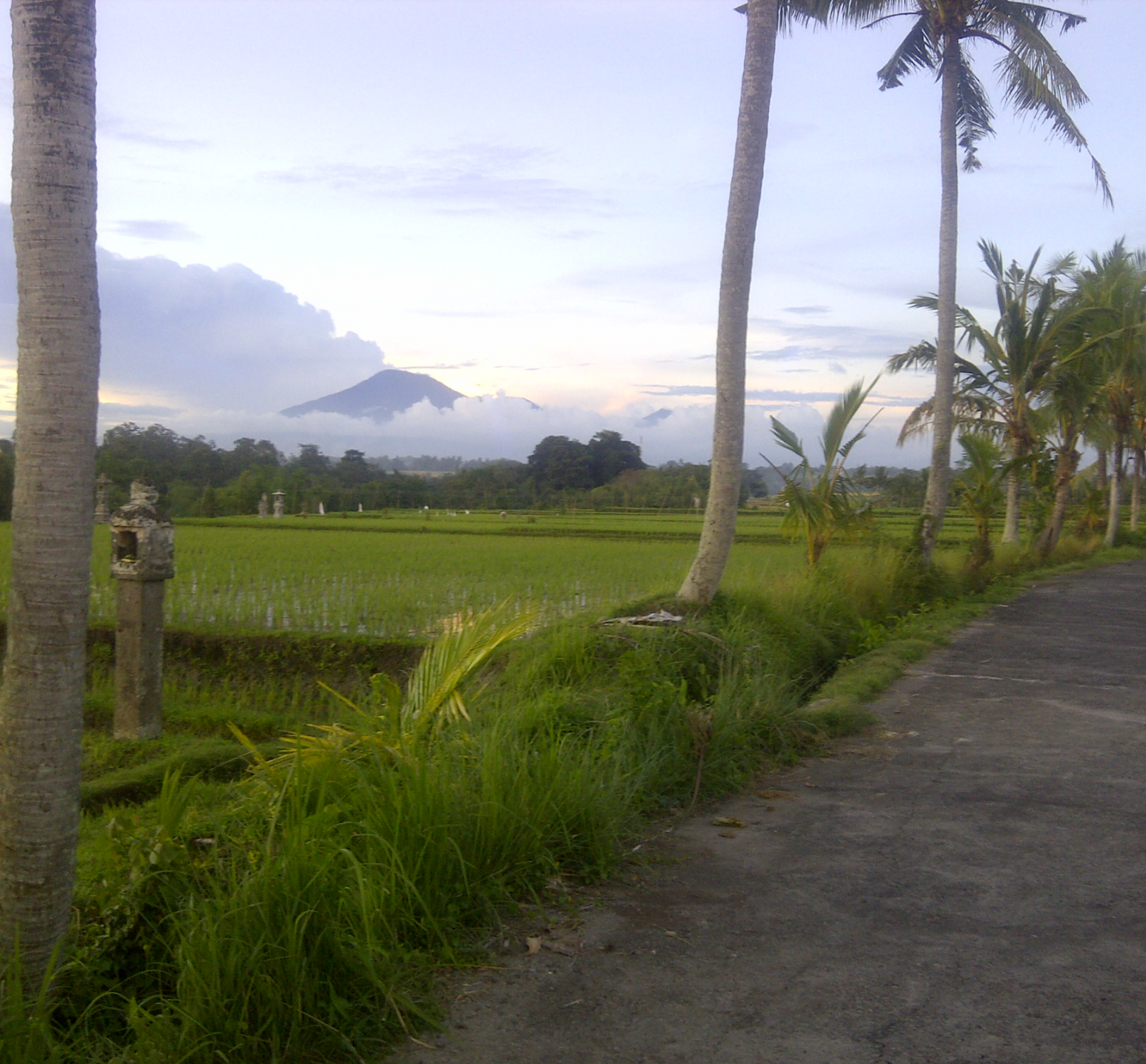 LAND FOR SALE Kerambitan (Tabanan)