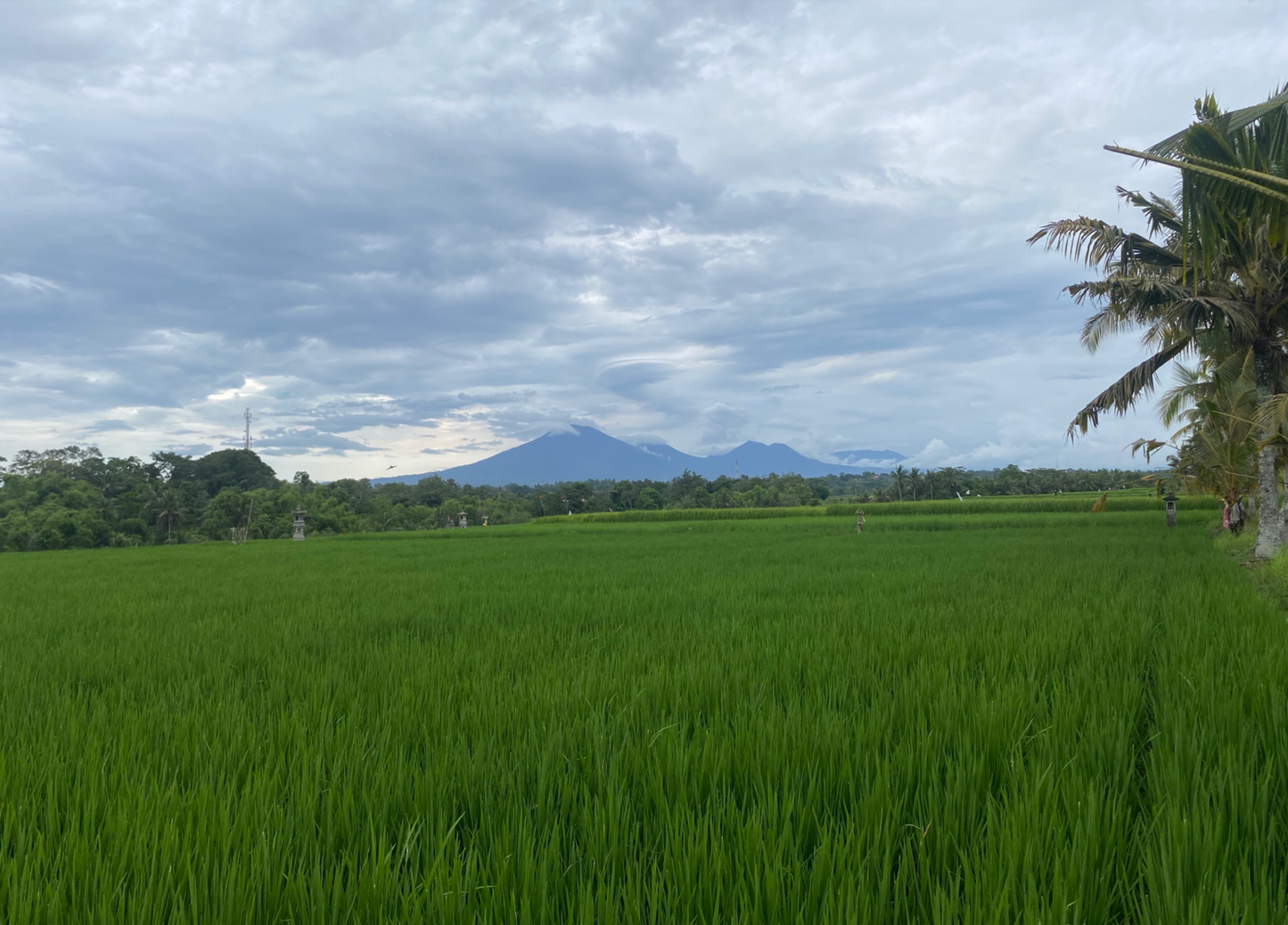 LAND FOR SALE Kerambitan (Tabanan)