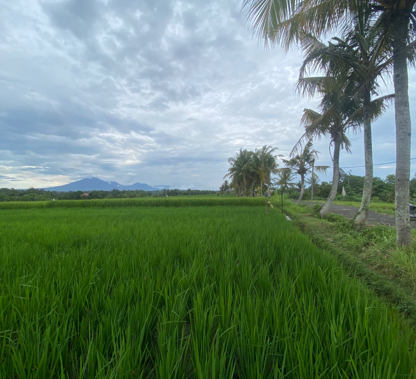 LAND FOR SALE Kerambitan (Tabanan)