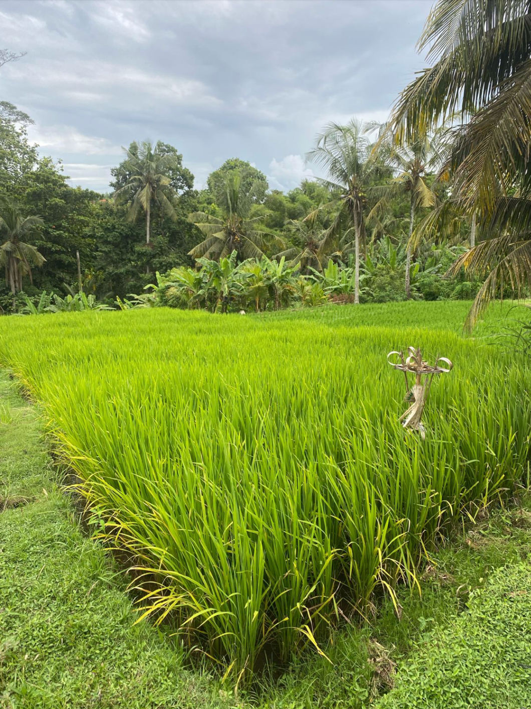 LAND FOR SALE Kerambitan (Tabanan)