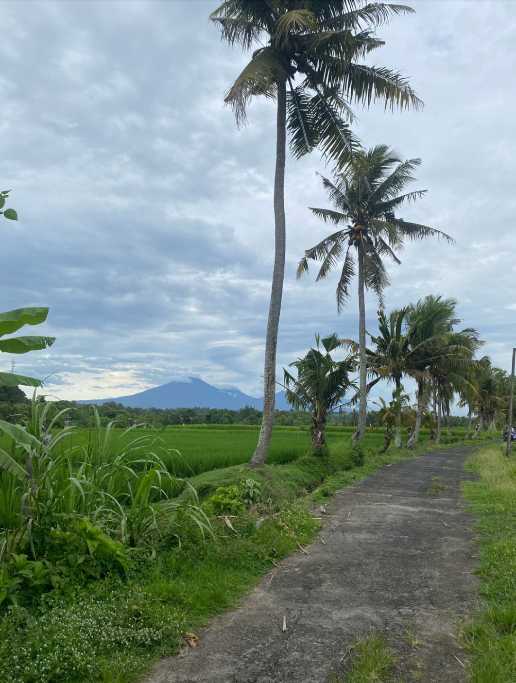 LAND FOR SALE Kerambitan (Tabanan)