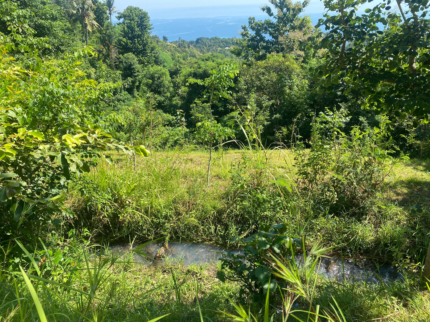 LAND FOR SALE  Cempaga (Lovina)
