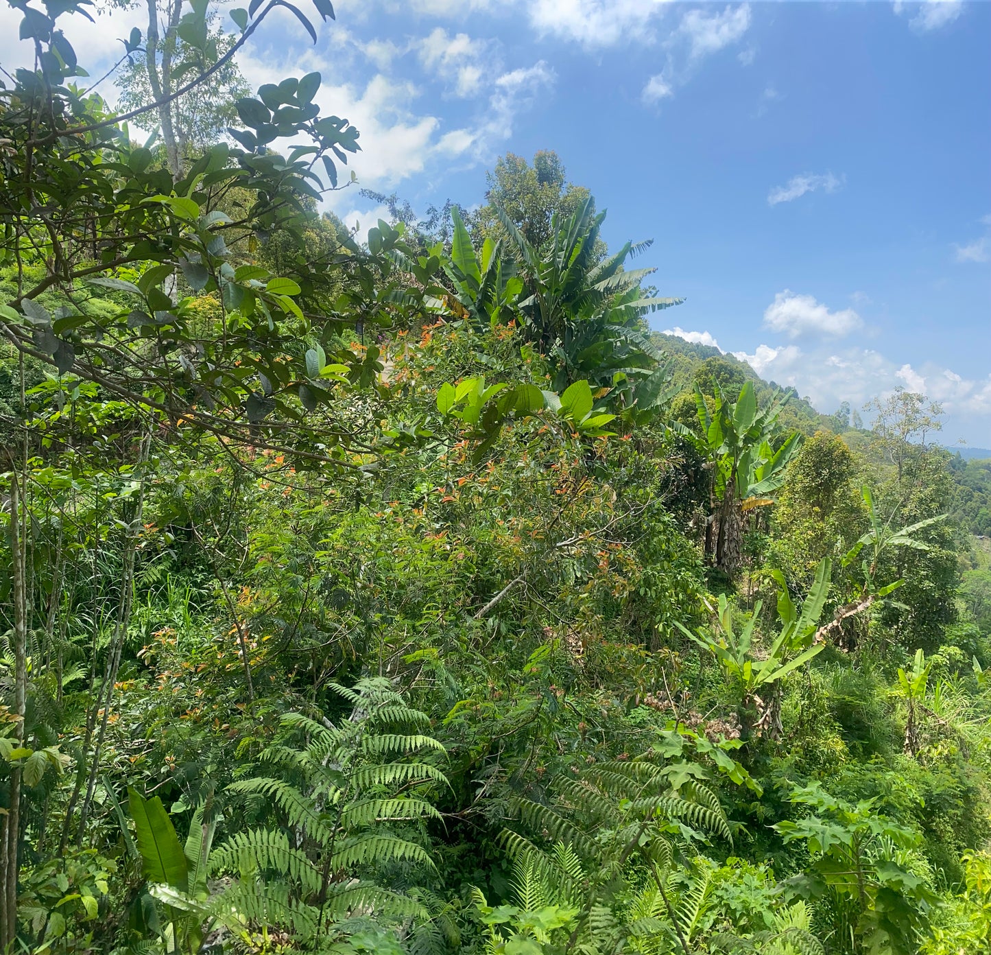 LAND FOR SALE Munduk (Leasehold)