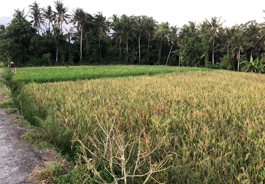 LAND FOR SALE Kelating (Tabanan)