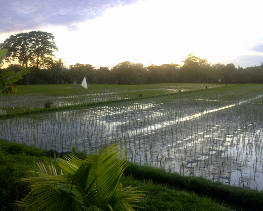 LAND FOR SALE Kerambitan (Tabanan)