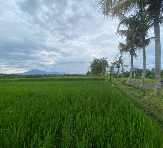LAND FOR SALE Kerambitan (Tabanan)
